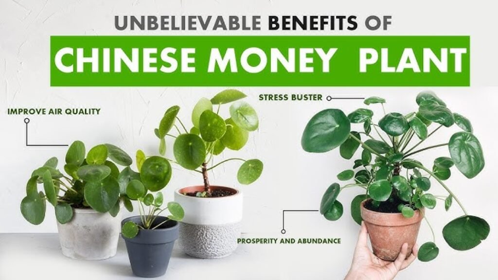 Chinese Money Plant Benefits