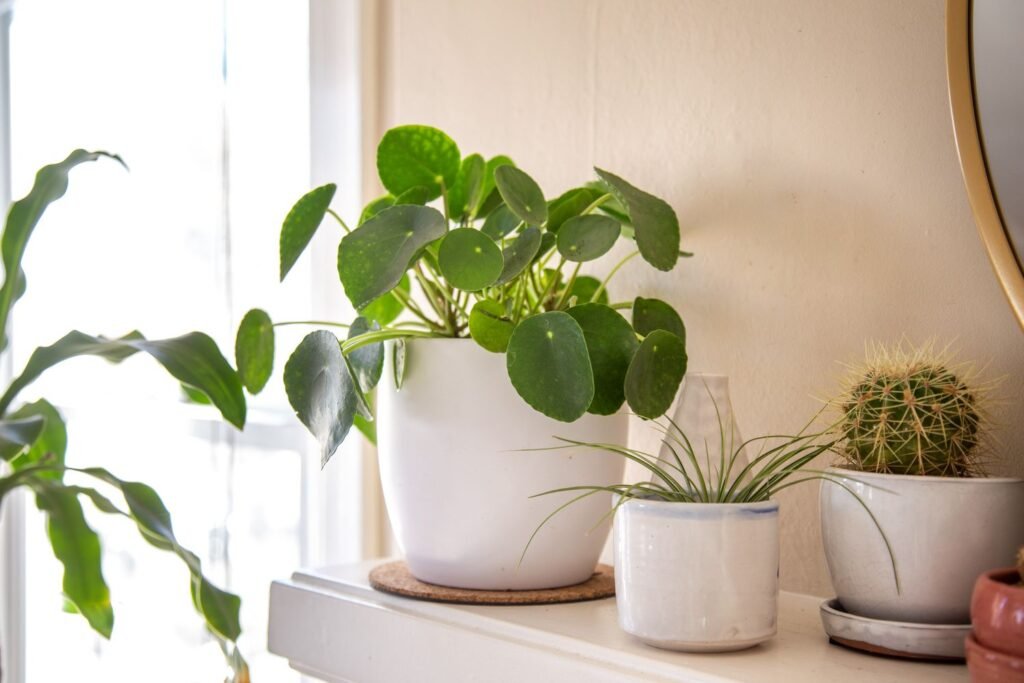 Chinese Money Plant Benefits