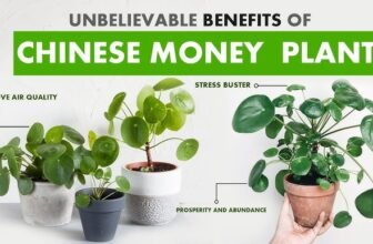 Chinese Money Plant Benefits