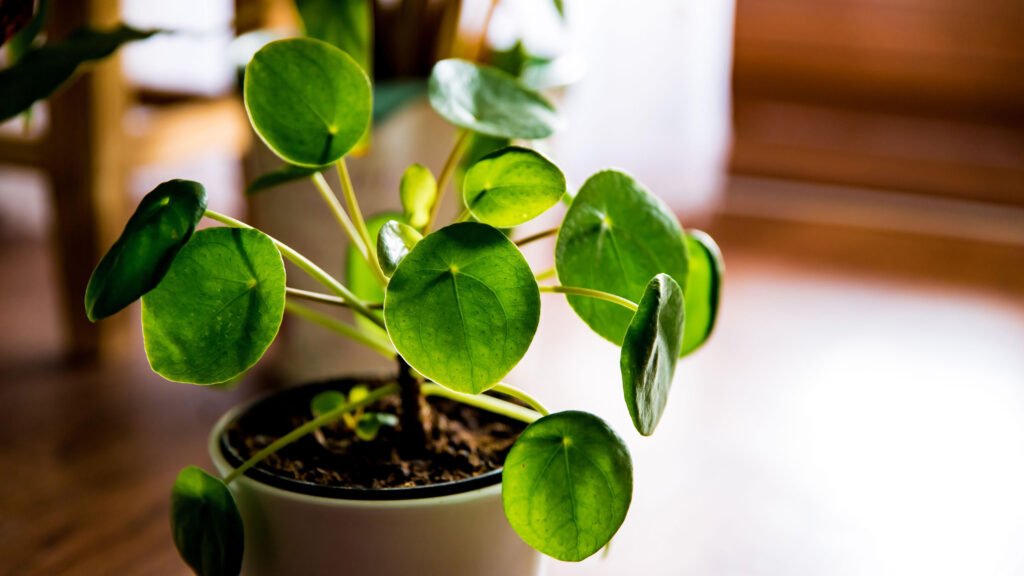 Chinese Money Plant Care Tips