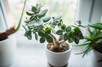 Jade Plant Care