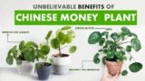 Top 12 Chinese Money Plant Benefits 2025 [Bonus Tips on Care & Issue Fixes]