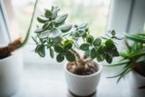 Jade Plant Care: How to Care for Jade Plant Indoors and Outdoors